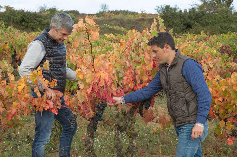 Lee más sobre el artículo Bodegas Gómez Cruzado completa su nueva gama de vinos con Montes Obarenes, un blanco de ‘terroir’