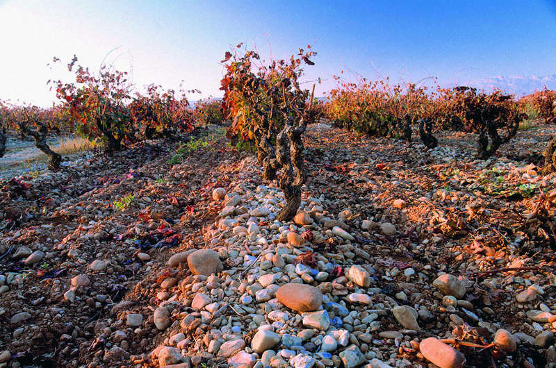 En este momento estás viendo Sobre los vinos de pueblo, de zona y de viñedos singulares en la Denominación de Origen Calificada Rioja