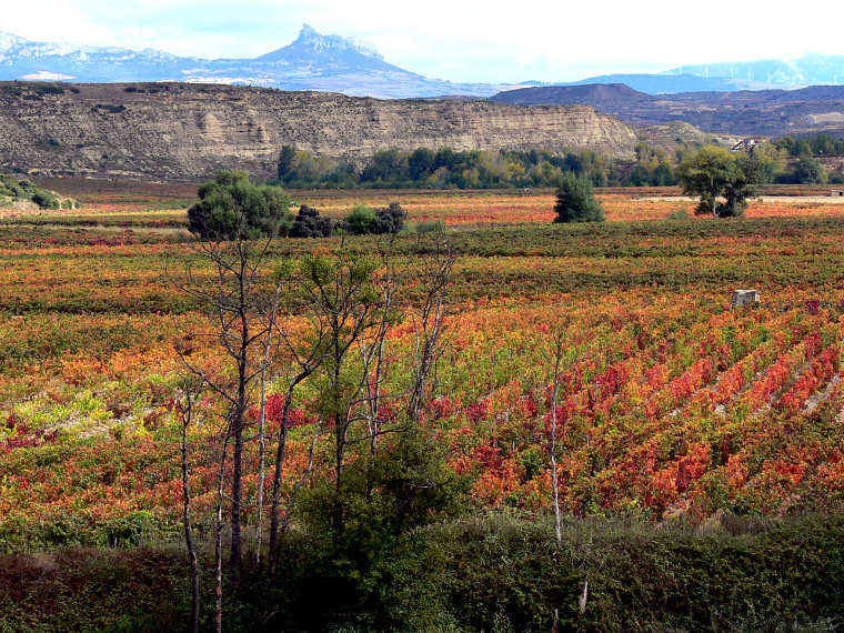 Viñedos en otoño, Cenicero (Rioja Alta). © Carlos Sieiro del Nido.