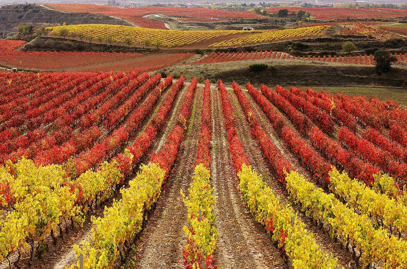 En este momento estás viendo Paisajes de viñedos en la DOC Rioja: carreteras entre viñedos