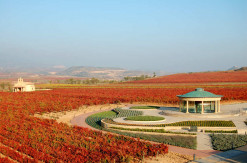 Bodega Vivanco, finca El Cantillo